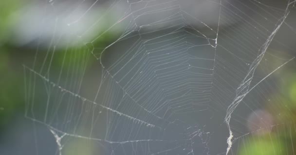 Spinnweben Zwischen Grünen Blättern Wald Wiegen Sich Wind Zeitlupe Nahaufnahme — Stockvideo