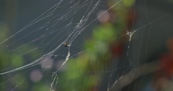 一只苍蝇缠在森林里的树间的网中 慢动作 — 图库视频影像