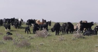 Bulutlu bir günde bir dağ çayırında bir inek sürüsü. Yavaş Hareket.