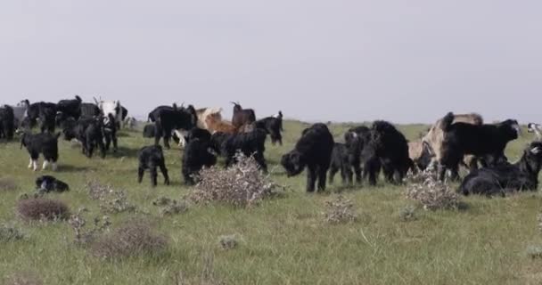 Una Manada Vacas Prado Montaña Día Nublado Moción Lenta — Vídeos de Stock