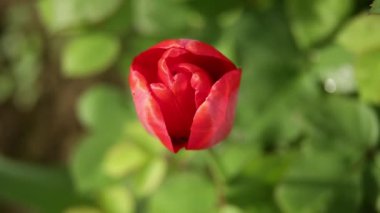 Bahar bahçesinde kırmızı lale çiçeği. Yakın plan..