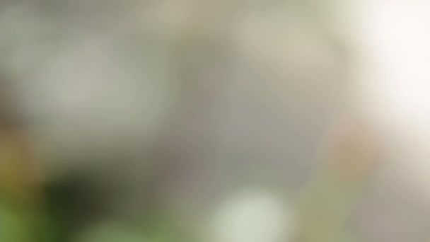 Червона Троянда Бутон Кущі Зеленому Весняному Саду Крупним Планом Сонячний — стокове відео