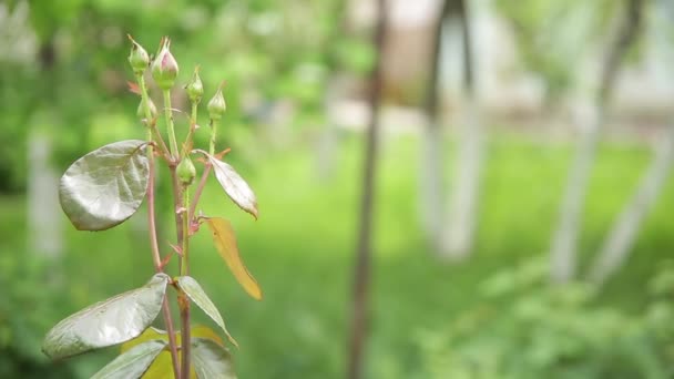 Колючки Стеблі Трояндового Куща Зеленому Весняному Саду Крупним Планом — стокове відео