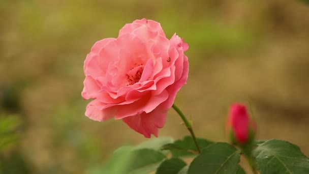 Kwiat Krzewie Dzikiej Róży Wiosennym Ogrodzie Pszczołami Tym Zbliżenie — Wideo stockowe