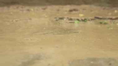 Yağmur çamur ve yerdeki su birikintilerine dökülür. Bulutlu bahar günü.