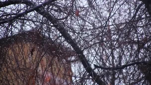 Stromy Zahradě Během Deště Pozadí Domu Mračný Jarní Den — Stock video