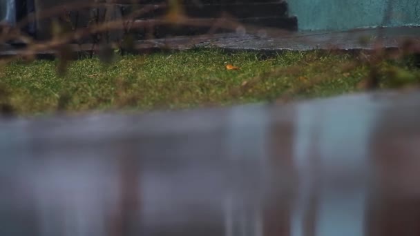 Крупный План Капель Ручьев Дождя Падающих Землю Фоне Весеннего Сада — стоковое видео