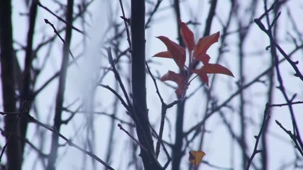 雨が降ると木の枝から水が流れます 曇った秋の日 — ストック動画