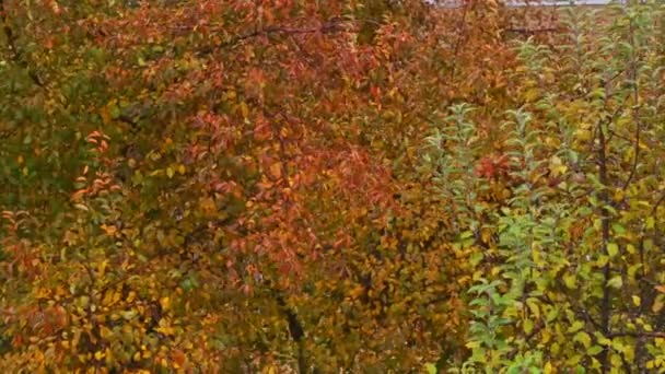 秋天的树 花园里有黄叶 多云的秋日 — 图库视频影像
