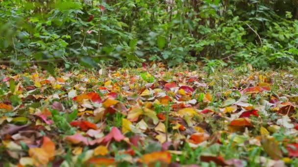 Gelbe Und Rote Herbstblätter Auf Dem Boden Garten Bewölkter Herbsttag — Stockvideo