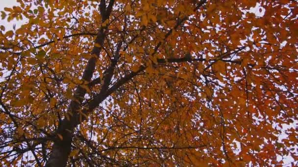 Árvores Outono Com Folhas Amarelas Jardim Dia Outono Nublado — Vídeo de Stock