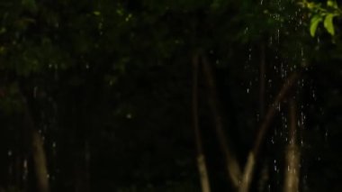 Yağmur suyu bahçedeki yeşil yaprakların üzerinden akar. Yakın plan..