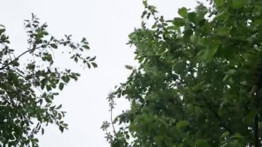 Bahçede çiçek açan elma ve kiraz ağaçlarının dalları mavi gökyüzünün arka planına karşı. Bulutlu bahar günü