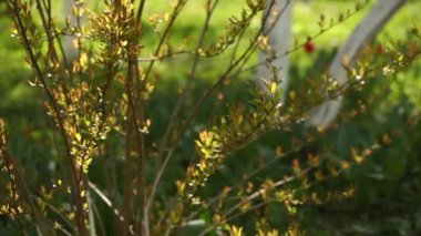 Çalı dalları ve yeşil yapraklarla kaplı ağaçlar. Güneşli bir bahar gününde elma bahçesi.