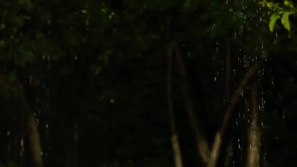 Air Hujan Mengalir Atas Daun Hijau Kebun Close — Stok Video