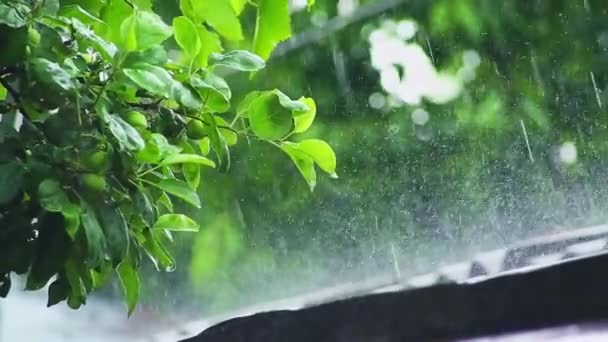 Дождь Льется Зеленые Листья Дерева Крышу Сада Крупный План — стоковое видео
