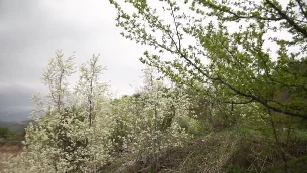 Kvetoucí Jabloně Třešně Zahradě Pozadí Hor Jaro Mraky — Stock video