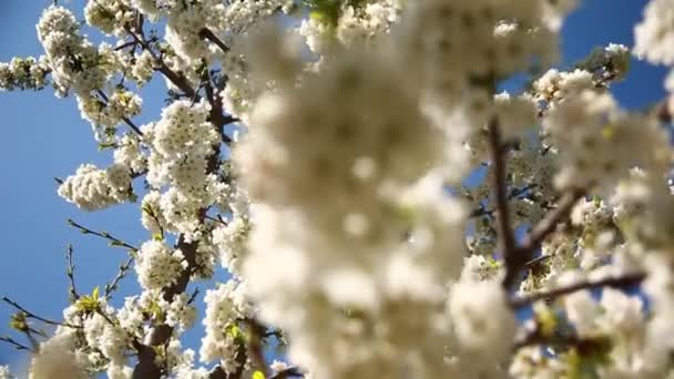 Flores Rama Manzano Jardín Día Soleado Primer Plano — Vídeos de Stock