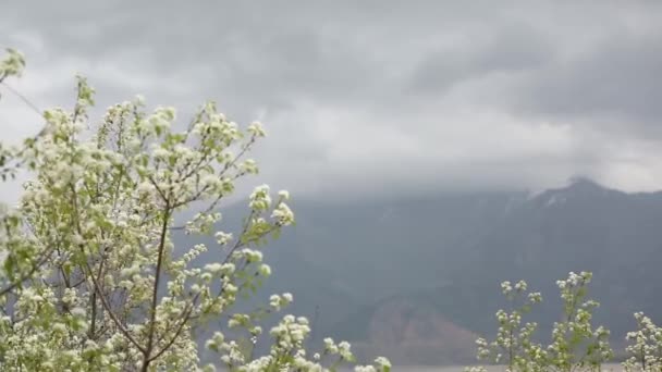 Manzanas Florecientes Cerezos Jardín Fondo Las Montañas Primavera Día Nublado — Vídeo de stock