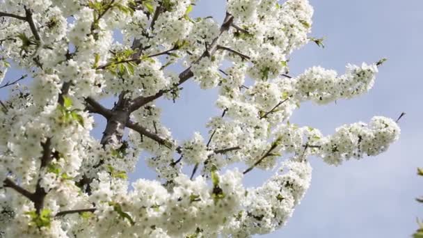 Цветущие Яблони Вишни Саду Солнечный День Весны — стоковое видео