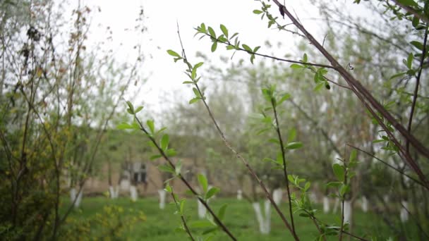 Virágzó Alma Cseresznyefák Kertben Napos Tavaszi Nap — Stock videók