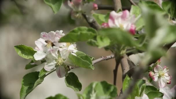 Цветущее Вишневое Дерево Летающими Вокруг Пчелами Закрыть — стоковое видео