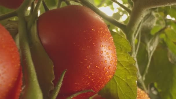 Beds Tomatoes Growing Greenhouse Close Slow Motion — Stock Video