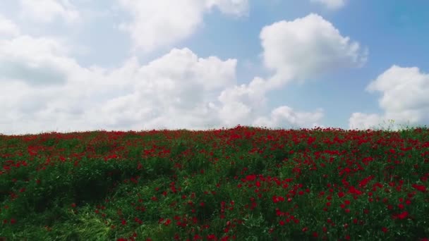 Dron Vuela Sobre Los Florecientes Campos Amapola Día Nublado Verano — Vídeos de Stock