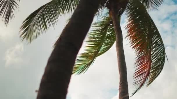 Тропические Пальмы Мальдивах Фоне Облачного Неба Slow Motion — стоковое видео