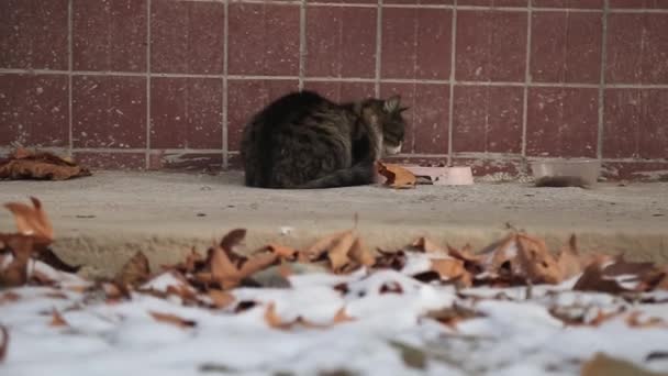 Kot Ogrzewa Się Przy Ścianie Domu Wśród Zaspy Śnieżnej Jesiennych — Wideo stockowe