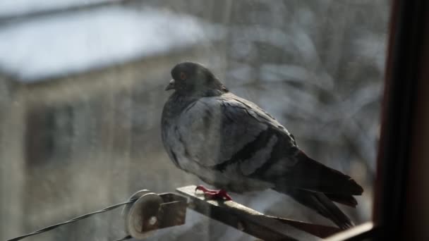 Vor Dem Hintergrund Einer Schneebedeckten Stadt Sitzt Eine Taube Fenster — Stockvideo