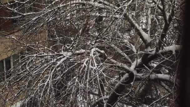 Ramas Árboles Cubiertas Nieve Ciudad Invierno Primer Plano — Vídeos de Stock
