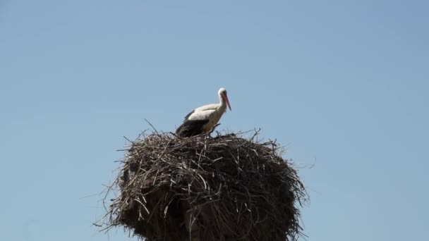 Ett Storkar Med Fåglar Mot Bakgrund Blå Sommarhimmel Molnfri Dag — Stockvideo