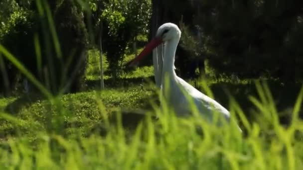 鹤在花与树之间的绿草上行走 无云的夏日 — 图库视频影像