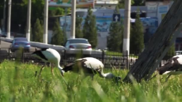 Las Cigüeñas Caminan Sobre Hierba Verde Del Césped Largo Carretera — Vídeo de stock