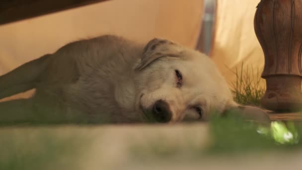 ベージュ髪の大きな犬と目撃された耳は木製のテーブルの下に地面に置かれている スローモーション クローズアップ — ストック動画