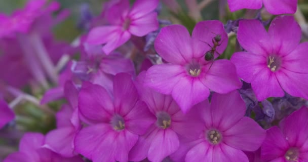 Büyük Bir Karınca Yaz Otlağında Mor Çiçeklerin Üzerinde Sürünür Yavaş — Stok video
