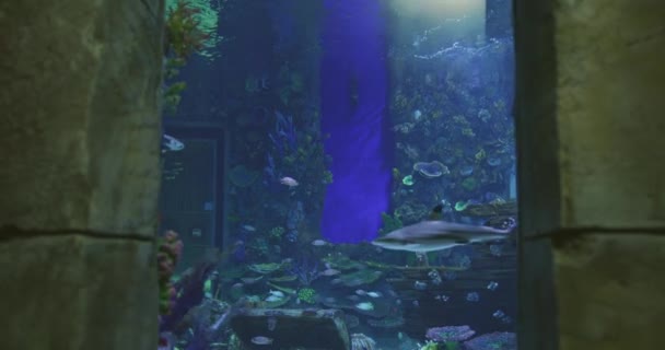 Океанічна Риба Акваріумі Оточеному Підводним Містом Повільний Рух — стокове відео