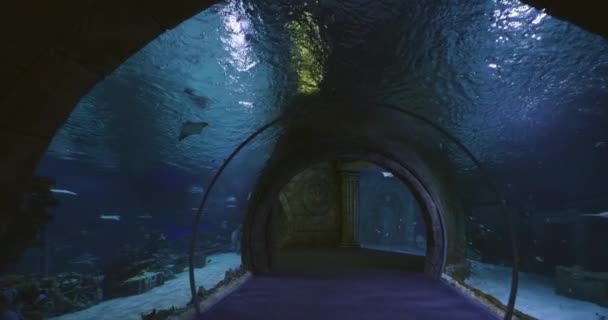 Tunnel Sous Marin Dans Aquarium Ville Entouré Différents Poissons Mouvement — Video