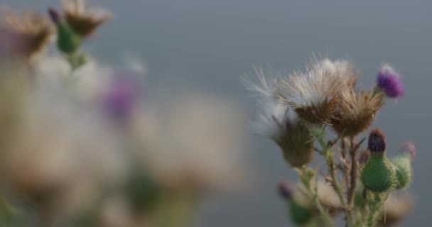 Çayırda Kuruyan Sonbahar Çiçeği Macro Çekimi Odak Değişimi Plandan Arka — Stok video