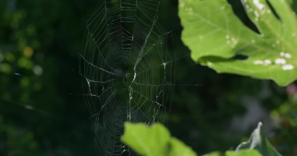 Spinnweben Zwischen Grünen Blättern Wald Wiegen Sich Wind Zeitlupe — Stockvideo