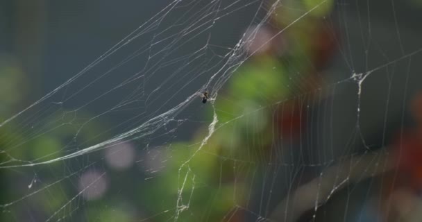 Eine Fliege Die Sich Einem Netz Zwischen Den Bäumen Wald — Stockvideo