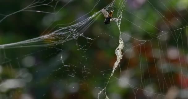 Eine Fliege Die Sich Einem Netz Zwischen Den Bäumen Wald — Stockvideo