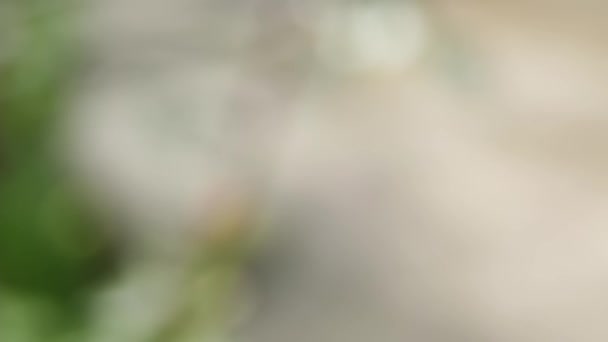 Latar Belakang Bintik Bintik Kabur Taman Musim Semi Warna Terang — Stok Video