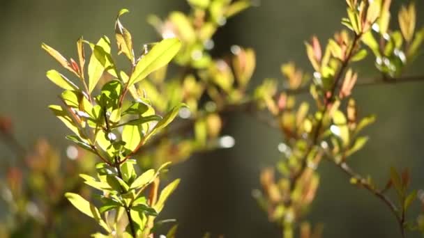Çalı Dalları Yeşil Yapraklarla Kaplı Ağaçlar Güneşli Bir Bahar Gününde — Stok video