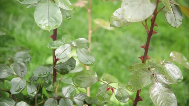 Trny Stonku Růžového Keře Zelené Jarní Zahradě Detailní Záběr — Stock video