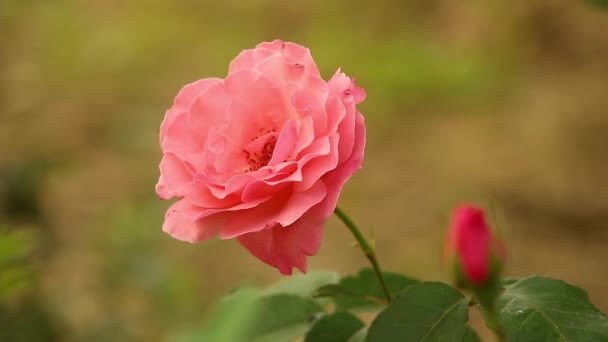 Kwiat Krzewie Dzikiej Róży Wiosennym Ogrodzie Pszczołami Tym Zbliżenie — Wideo stockowe