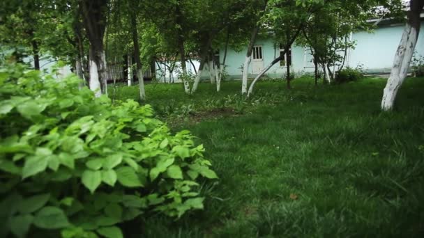 Зеленые Листья Кустарников Деревьев Саду Время Дождя Ранняя Весна — стоковое видео