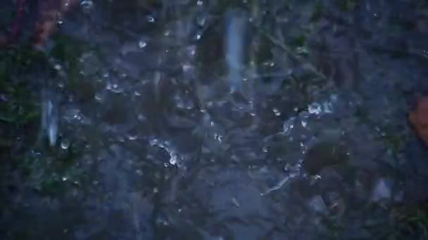Regnet Rinner Ner Pöl Trädgården Bland Blommor Och Buskar Närbild — Stockvideo