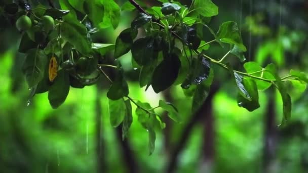 Regenwasser Fließt Über Die Grünen Blätter Garten Nahaufnahme — Stockvideo